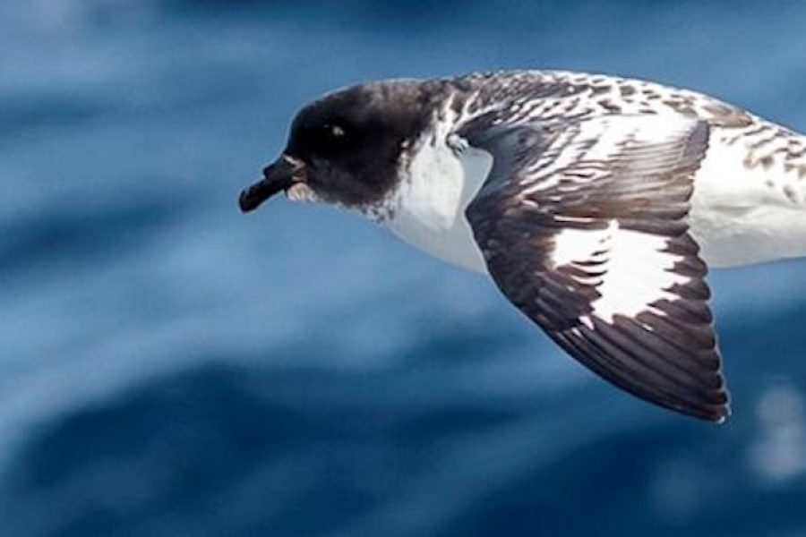 Life Returns - birds-the-drake-passage-hgr-141417-photo_andrea_klaussner_web