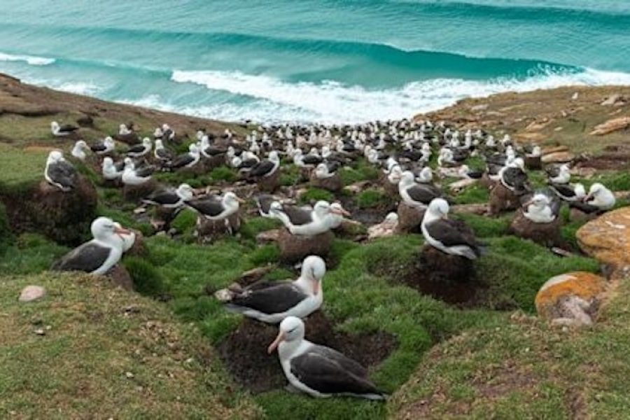Life Returns - saunders_island_falklands_hgr_160726_photo_yuri_matisse_choufour_1200x675px
