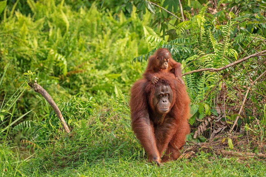 Mother-orangutan-(orang-utan)-with-funny-cute-baby-on-hers-neck-in-theirs-natural-environment-in-the-rainforest-on-Borneo-(Kalimantan)-islan_edited