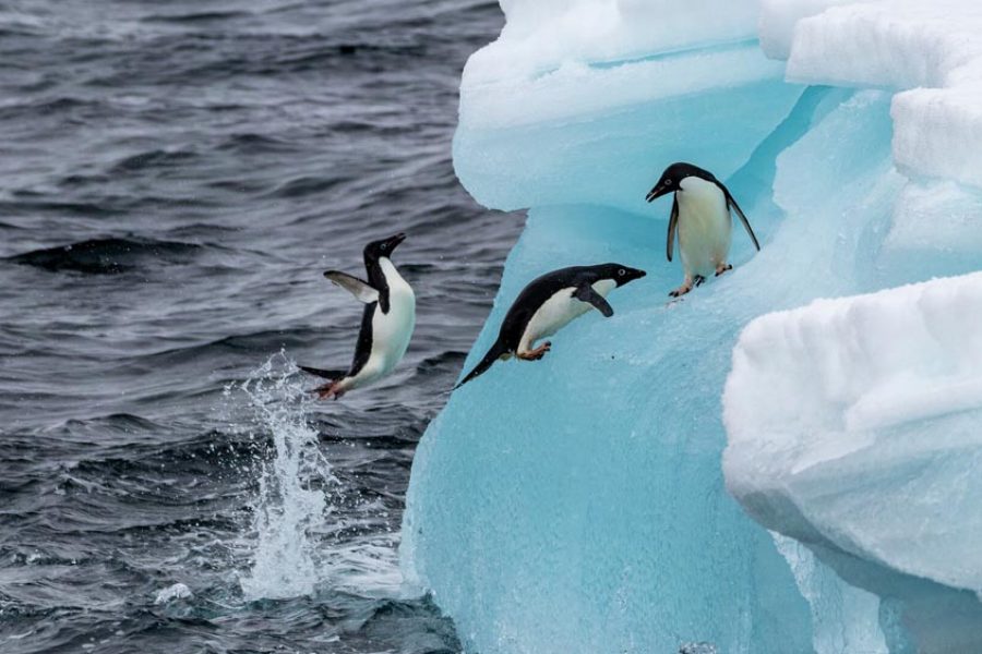 Penguins-Paulet-Island-Antarctica-HGR-133956_1920- Photo_Genna_Roland