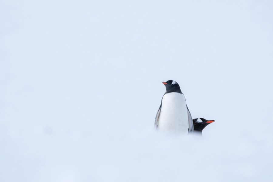 Pléneau-Bay-Antarctica-HGR-153532_1920-Photo_Yuri_Matisse_Choufour