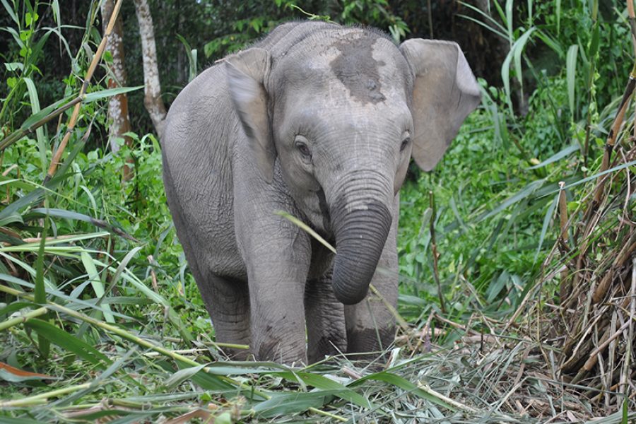 Pygmy Elephant Borneo Wildlife Tour