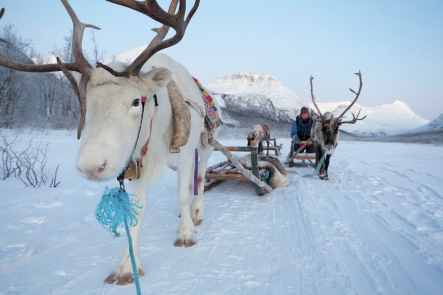 Reindeer-sledding-Wilderness-Adventure-Camp-Finnsnes-Tromso-Norway-HGR-15854_1920