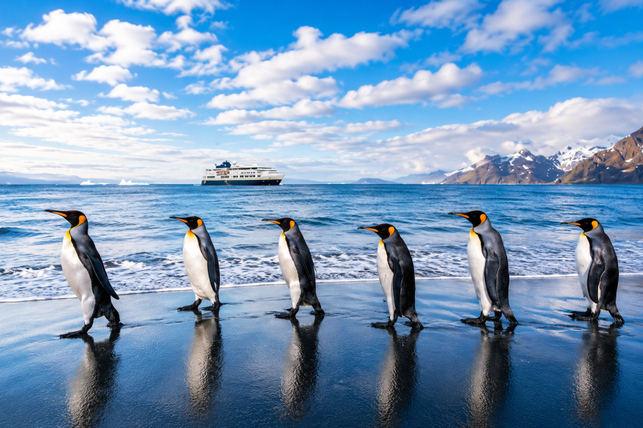 South Georgia - St. Andrews Bay - King Penguins - MS Fram - HX