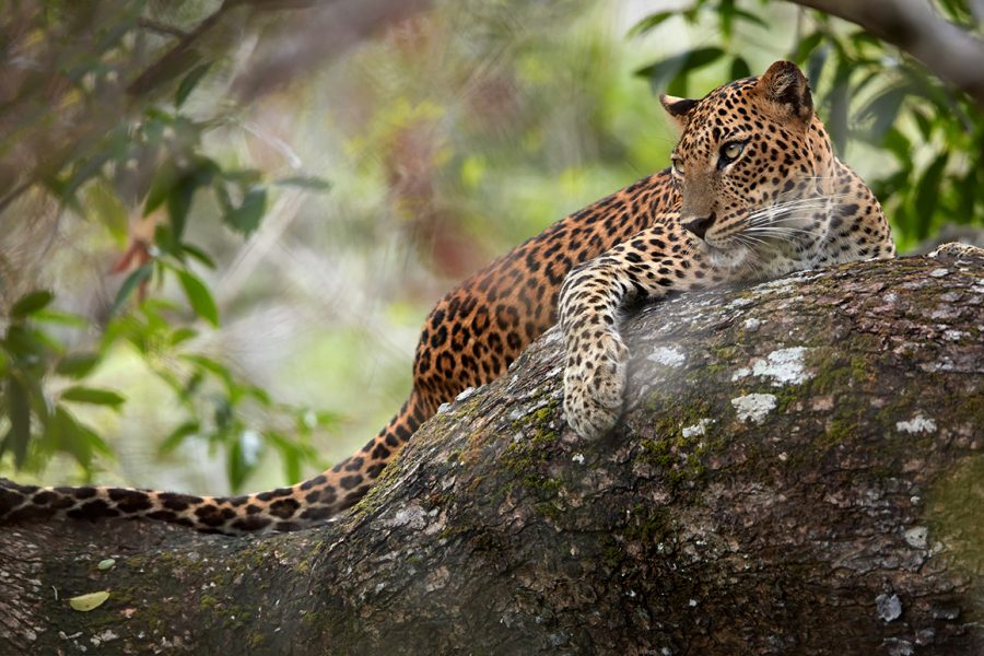 Sri-Lankan-leopard-Panthera-pardus-kotiya-predator-native-to-Sri-Lanka.-Female-laying-on-a-tree-in-dense-bush.-Wildlife-typical-environme.jpg
