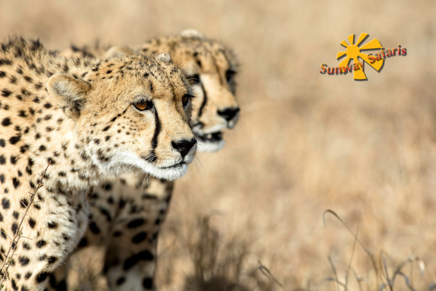 Sunway Rainbow Route 20