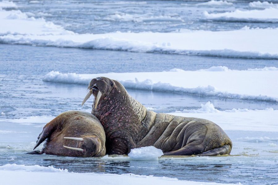 Svalbard Adventure Walrus - Hurtigruten