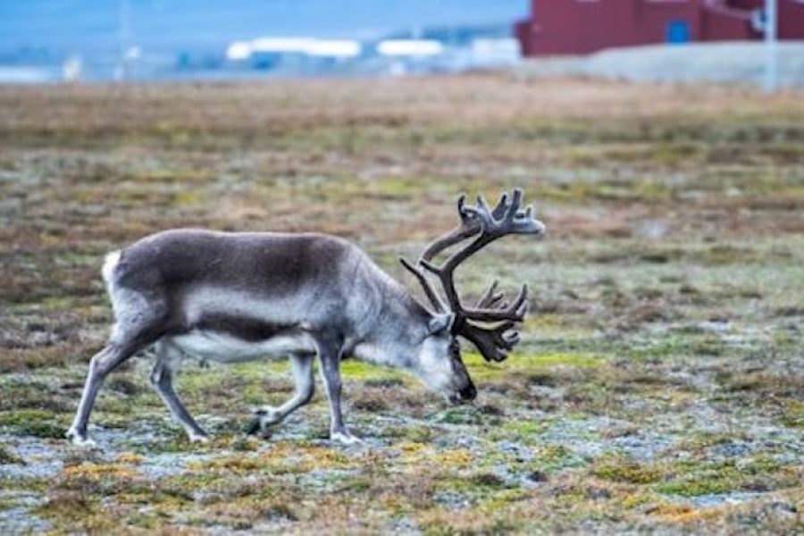 Svalbard in Summer - reindeer_longyearbyen_svalbardgettyimages-1360144462_1200x675px