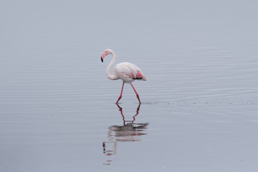 Swan Hellenic - Africa - Namibia_Swakopmund_1