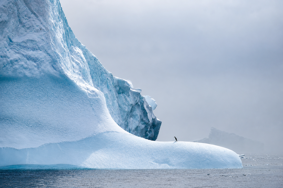 Swan Hellenic Antarctica - Penguin on Ice