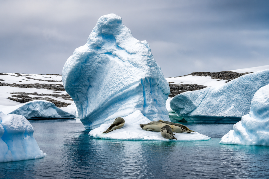 Swan Hellenic Antarctica - Seals Lazing