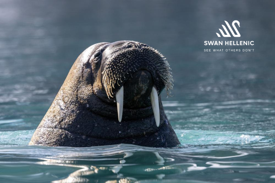 Swan Hellenic Svalbard Walrus with logo