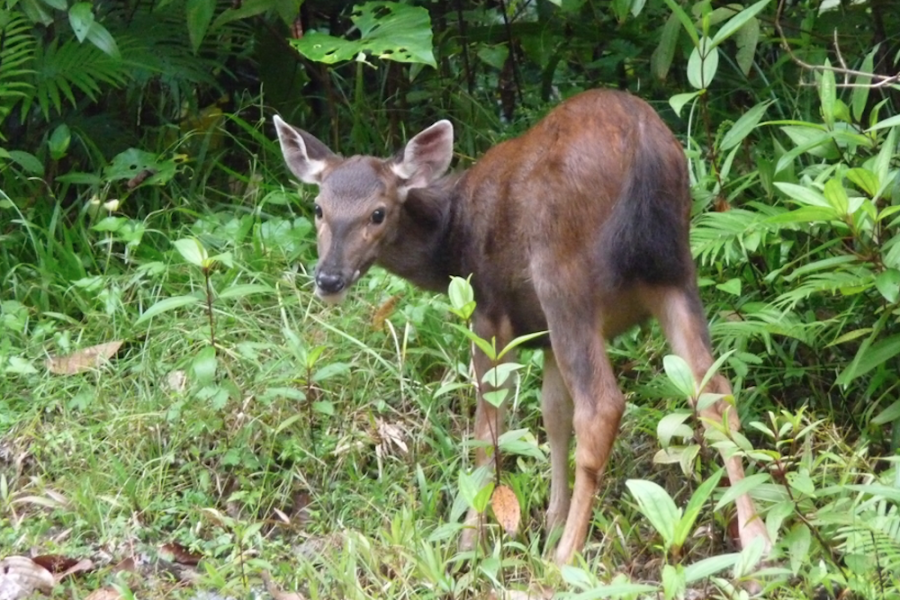 Tabin Sabah Borneo 2