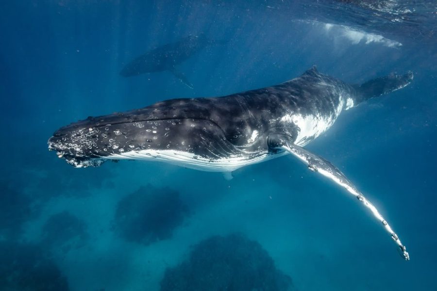 Tahi Tonga whale swim