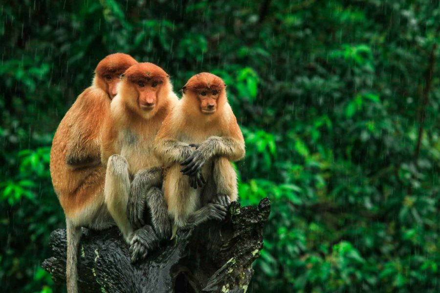 Three-Hiding-Proboscis-Monkeys-looking-in-the-trees-Borneo-Malaysia_edited
