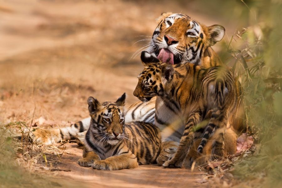 Tiger in Ranthambore India Tour