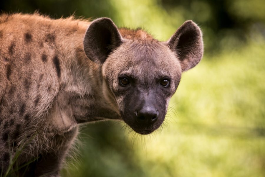 close up face of hyena  and eye looking to hunting