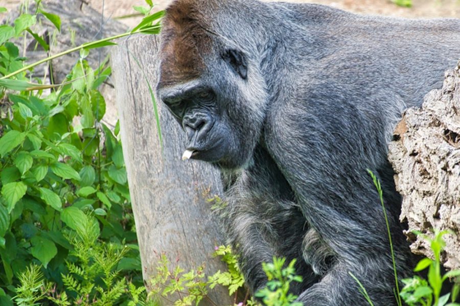 Gorilla, Silver back. The herbivorous big ape is impressive and strong. Endangered species. Animal photo in nature