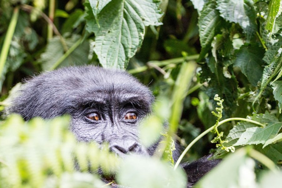 The gorilla is hiding under the tree and watching everything