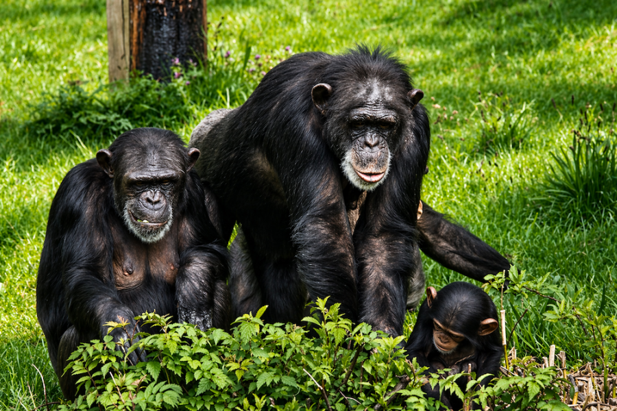 Uganda Gorilla Trek