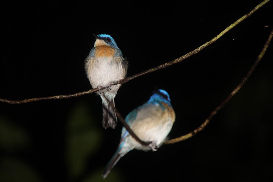 birds night walk bilit