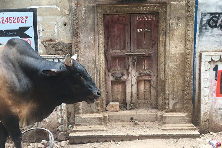 cow varanasi pg