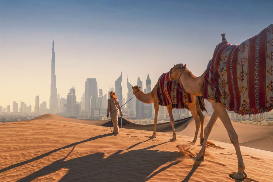 dubai camels