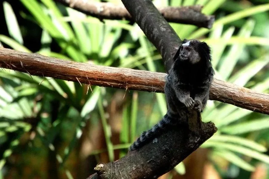 iguazu falls wildlife monkey