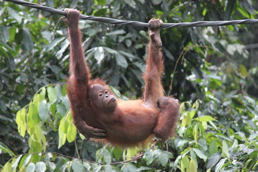 10 Day Borneo Wildlife Tour MyHoliday2