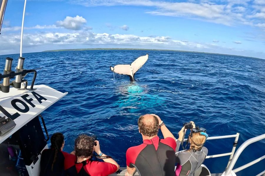 tahi thonga whale swim boat