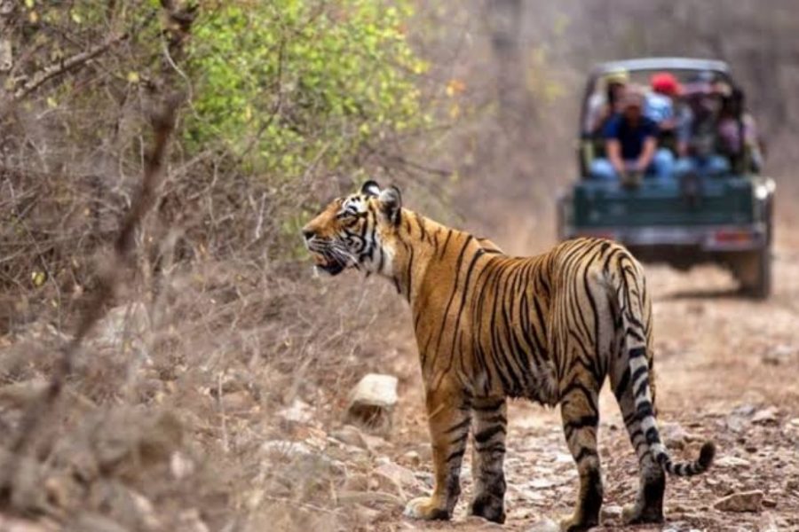 Ranthambore Tiger Safari India Tour