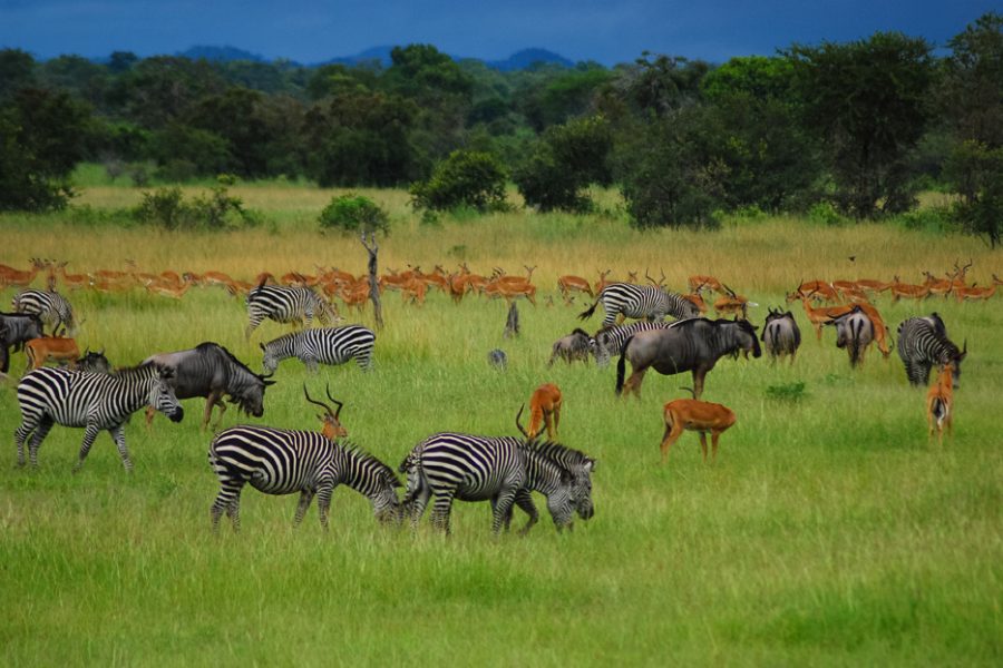 Zebra, Antelope and wildebeest on the plains of Africa