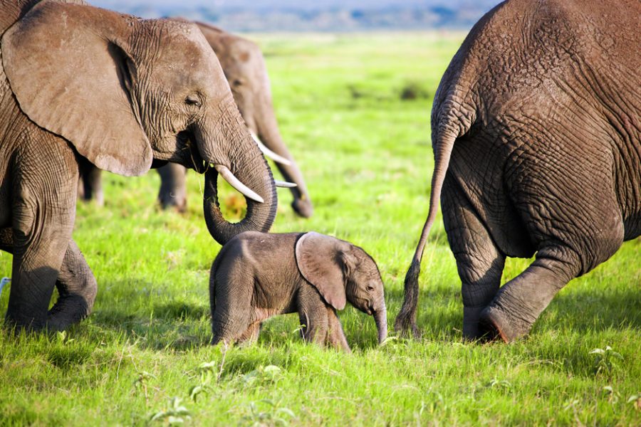 Elephants family on African savanna. Safari in Amboseli, Kenya, Africa