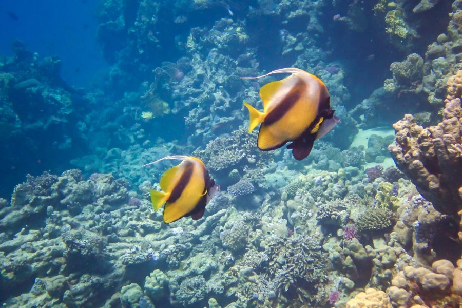 Fish of the Red Sea. Red Sea Bannerfish (Heniochus intermedius), Fish swim over a coral reef