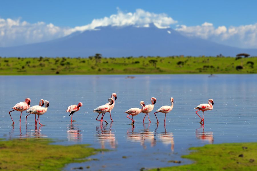 Flock of flamingos wading in the shallow lagoon water on mountain background