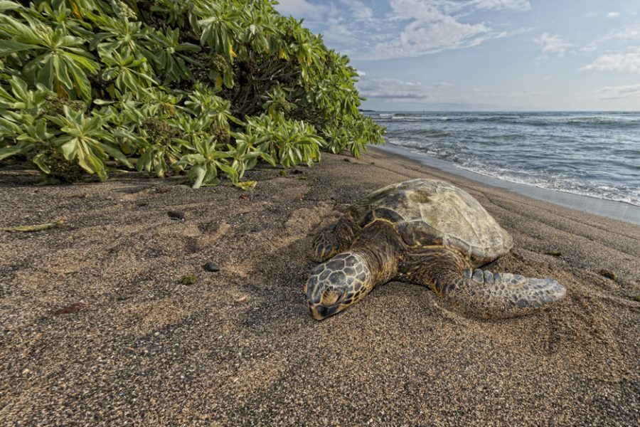 Green Turtle while relaxing on sandy beach