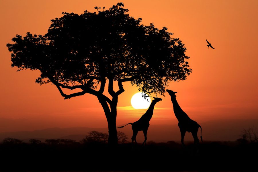 Africa tours. Africa Safari