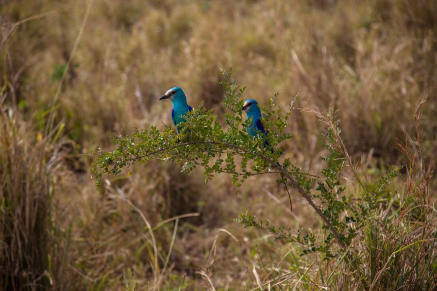 vecteezy_turquoise-birds-on-a-branch_1425538