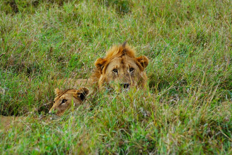 Two lions, a male and a female on the plains of Africa